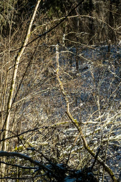 Pokryte Śniegiem Pnie Drzew Roślinność Abstrakcyjnej Bujnej Konsystencji Zimie — Zdjęcie stockowe