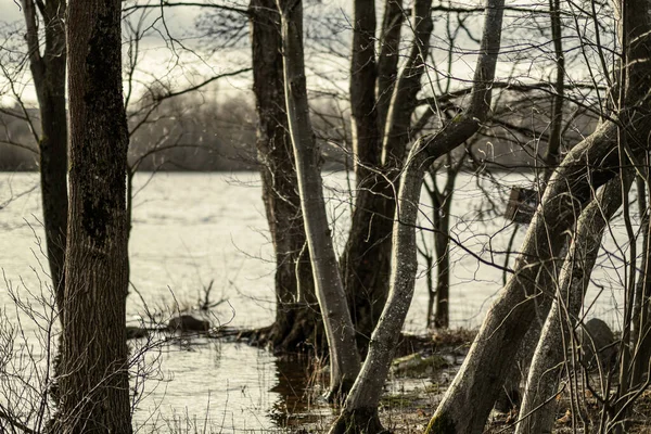 秋の日没時に水の中に木やほこりがある汚れた湖 — ストック写真