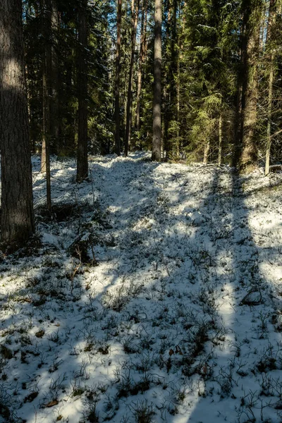 Sombras Sob Árvores Floresta Inverno Com Baixa Neve Musgo Verde — Fotografia de Stock
