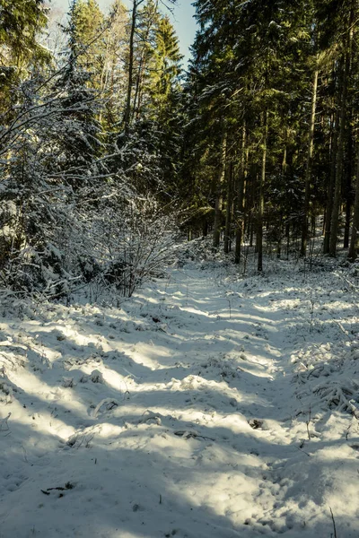 Percorso Innevato Passeggiate Nel Bosco Inverno Giornata Sole Con Scale — Foto Stock