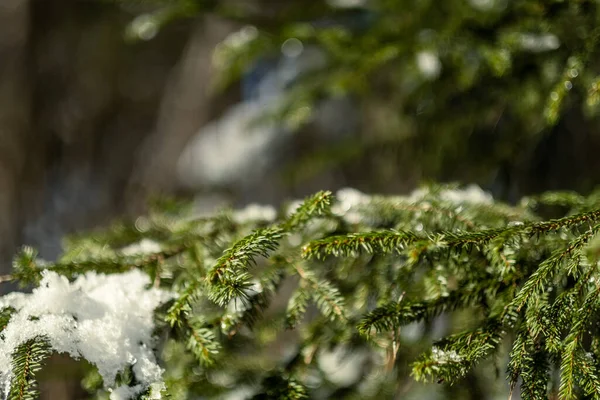 spruce tree leaves and pins in sunny winter covered with some snow and ice on blur background texture