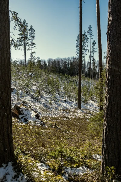 Alberi Della Foresta Nella Soleggiata Giornata Autunnale Natura Astratta — Foto Stock