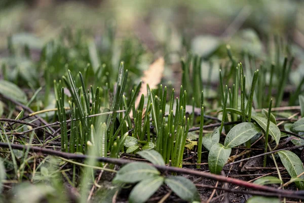 White Spring Flowers Blooming Field Snowdrop Plants — 스톡 사진