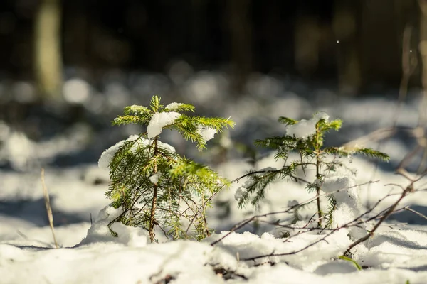 Troncos Árboles Cubiertos Nieve Vegetación Textura Exuberante Abstracta Invierno —  Fotos de Stock