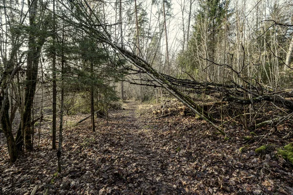 Leeg Winterbos Winter Zonder Sneeuw Zonder Boombladeren Loopbrug Park Letland — Stockfoto