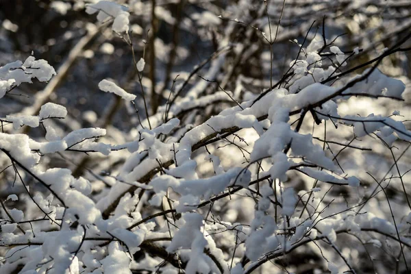 Снігові Покриті Стовбури Дерев Рослинність Абстрактній Пишній Текстурі Взимку — стокове фото