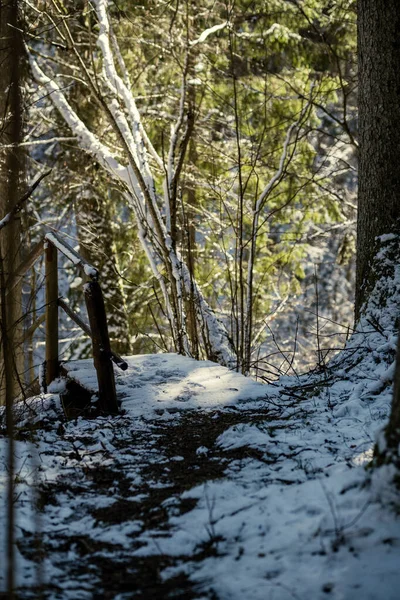 Caminho Nevado Para Caminhar Floresta Inverno Dia Ensolarado Com Escadas — Fotografia de Stock