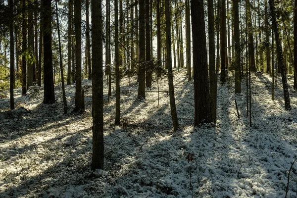 Cienie Pod Drzewami Zimowym Lesie Niskim Śniegiem Zielonym Mchem Pod — Zdjęcie stockowe