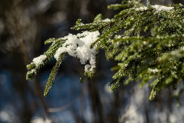 Spruce Tree Leaves Pins Sunny Winter Covered Some Snow Ice — 스톡 사진