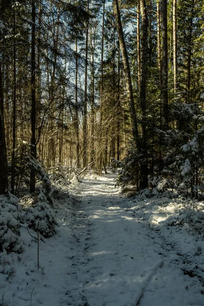 Snöig Gångväg För Skogspromenader Vintern Solig Dag Med Trappor Snö — Stockfoto