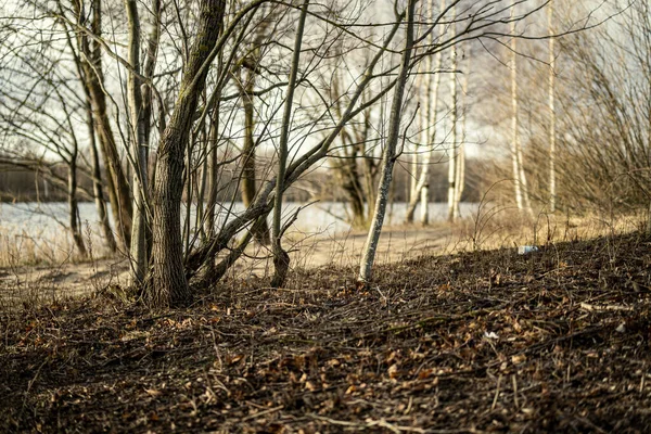 Bosque Invierno Vacío Invierno Sin Nieve Sin Hojas Árboles Pasarela — Foto de Stock