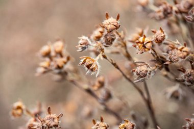 Doğa soyut desenli bitki örtüsü ve yerdeki küçük yapraklar.