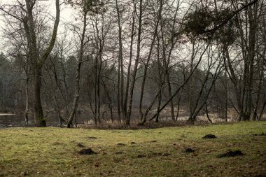 Kışın ağaçsız ve karsız bir kış ormanı. Letonya 'da park geçidi