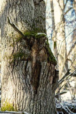 Kışın yaşlı ağaç gövdeleri ve yeşil bitki örtüsü olan orman. Ağaçların dağınık bereketi