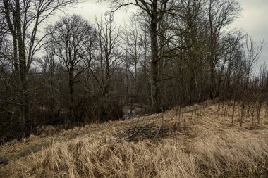 Orman ağaçları güneşli bir sonbahar gününde. Soyut doğa