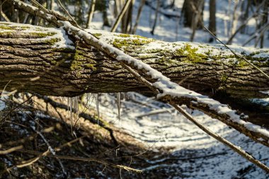 Kar, ağaç gövdeleri ve bitki örtüsü kışın soyut gür dokularla kaplanır.