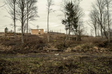 Kışın ağaçsız ve karsız bir kış ormanı. Letonya 'da park geçidi