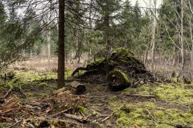 Doğa soyut desenli bitki örtüsü ve yerdeki küçük yapraklar.