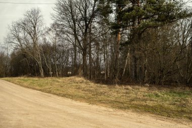 Orman ağaçları güneşli bir sonbahar gününde. Soyut doğa