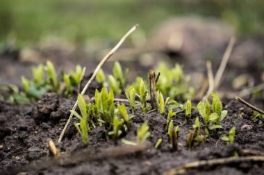 Doğa soyut desenli bitki örtüsü ve yerdeki küçük yapraklar.