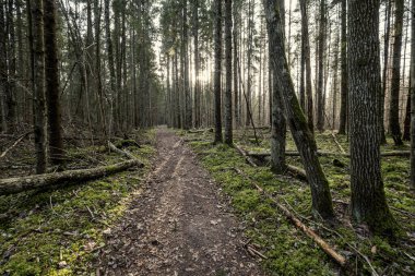 Kışın ağaçsız ve karsız bir kış ormanı. Letonya 'da park geçidi