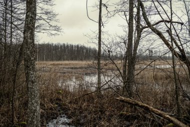 Sonbaharda gün batımında ağaçlar ve tozla dolu kirli göl.