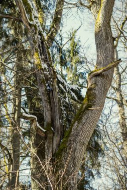 Kışın yaşlı ağaç gövdeleri ve yeşil bitki örtüsü olan orman. Ağaçların dağınık bereketi