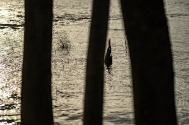 Sonbaharda göl kıyısında suyun üzerinde duran büyük ağaç gövdeleri.