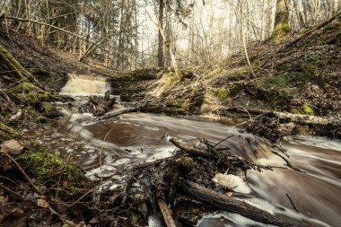Ormandaki küçük bir nehirde kirli şelale. Sonbaharda taşlarla ve odunlarla hızlı akıntı.