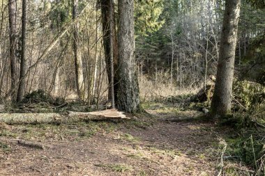 Kışın ağaçsız ve karsız bir kış ormanı. Letonya 'da park geçidi