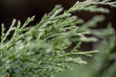 Taze yeşil ladin ağacı ormandaki arka planda bulanık yapraklar.