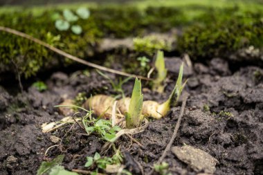 Doğa soyut desenli bitki örtüsü ve yerdeki küçük yapraklar.