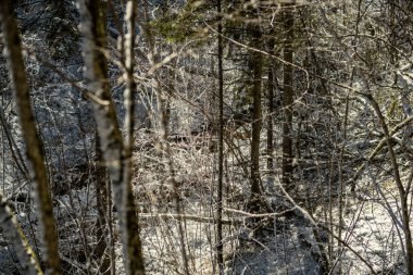 Kar, ağaç gövdeleri ve bitki örtüsü kışın soyut gür dokularla kaplanır.