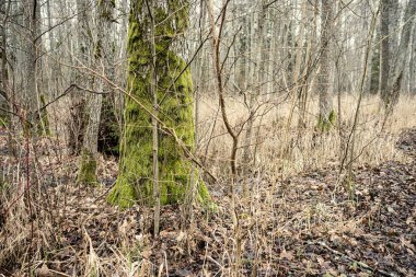 Kışın ağaçsız ve karsız bir kış ormanı. Letonya 'da park geçidi