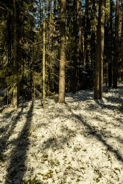 Ombre Sotto Gli Alberi Nella Foresta Invernale Con Neve Bassa — Foto Stock