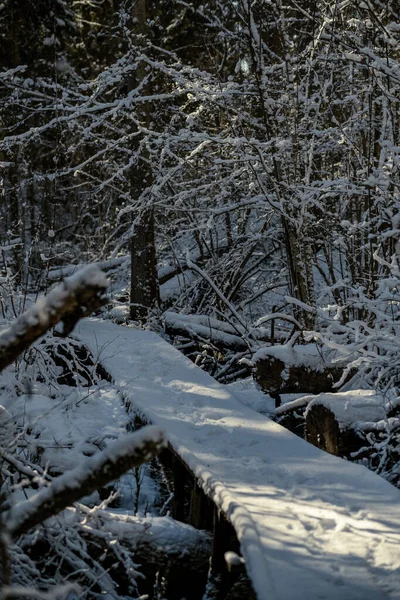 Tronchi Albero Ricoperti Neve Vegetazione Astratta Texture Lussureggiante Inverno — Foto Stock