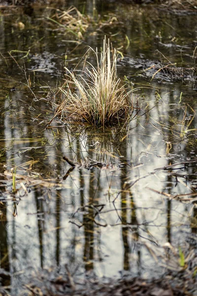 Vuil Meer Met Bomen Stof Het Water Bij Zonsondergang Herfst — Stockfoto