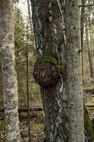 Leerer Winterwald Winter Ohne Schnee Und Ohne Laub Parkweg Lettland — Stockfoto