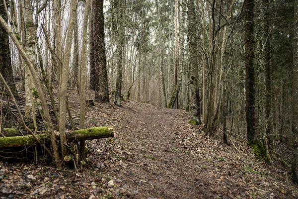 木のある裸の冬の森と古い木の葉と苔のない雪 — ストック写真