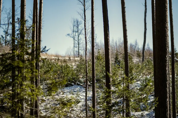 在冬天的森林里 树下有阴影 积雪下有绿色苔藓 — 图库照片
