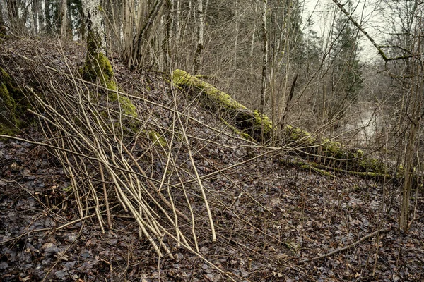 Naakt Winterbos Met Bomen Geen Sneeuw Met Oude Boombladeren Mos — Stockfoto