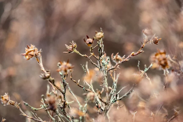 Doğa Soyut Desenli Bitki Örtüsü Yerdeki Küçük Yapraklar — Stok fotoğraf