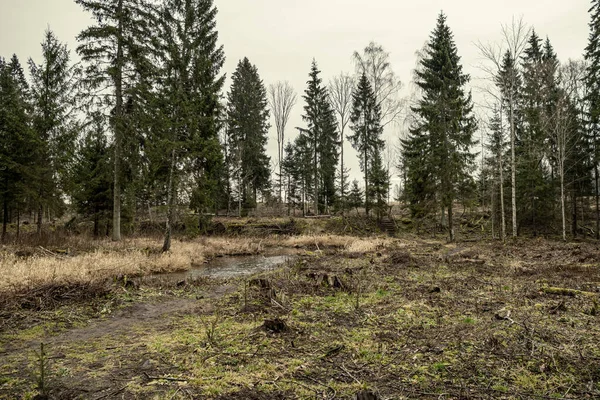 冬季森林空旷 没有雪 没有树叶 拉脱维亚的公园人行道 — 图库照片