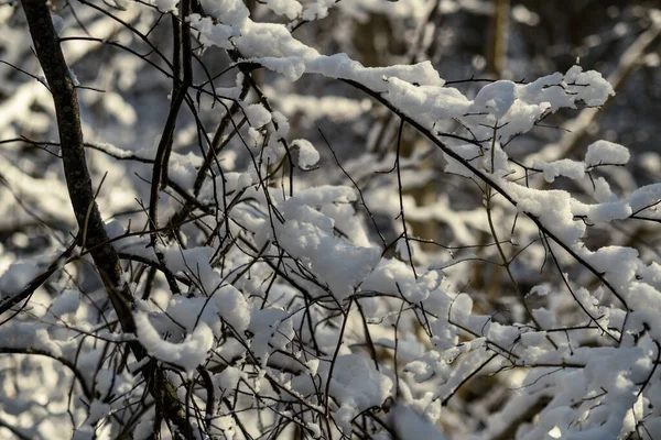 Troncos Árboles Cubiertos Nieve Vegetación Textura Exuberante Abstracta Invierno —  Fotos de Stock