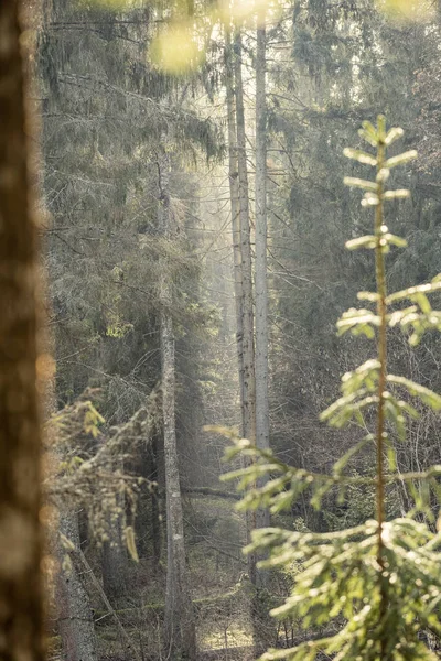 Άδειο Χειμερινό Δάσος Χειμώνα Χωρίς Χιόνι Και Χωρίς Φύλλα Δέντρων — Φωτογραφία Αρχείου