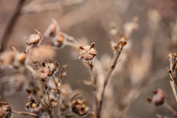 Příroda Abstraktní Vzor Textury Vegetací Malými Listy Zemi — Stock fotografie