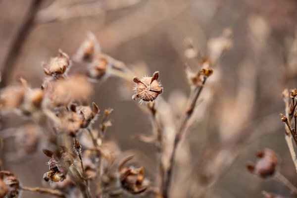 nature abstract pattern texture with vegetation and small leaves on the ground