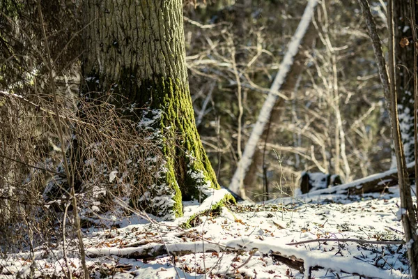 Tronchi Albero Ricoperti Neve Vegetazione Astratta Texture Lussureggiante Inverno — Foto Stock