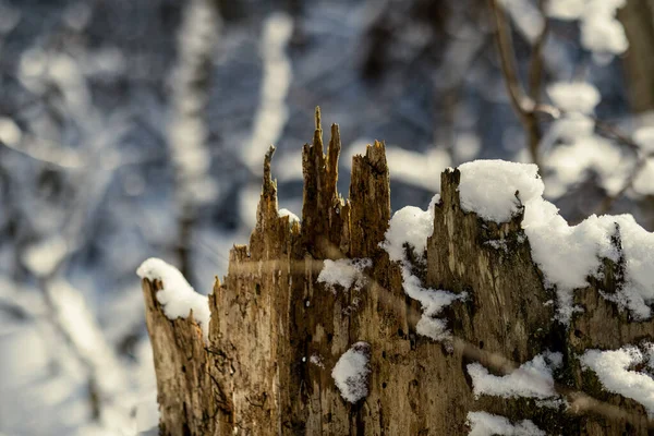 Skog Med Gamla Trädstammar Och Grön Vegetation Vintern Stökigt Lummigt — Stockfoto