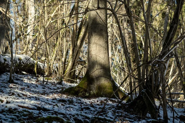 Bos Met Oude Boomstammen Groene Vegetatie Winter Rommelige Weelderige Bomen — Stockfoto